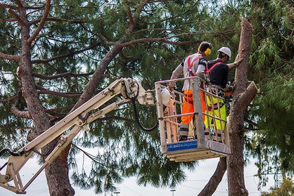 Rušenje Drveća Zagreb - rušenje stabala sa hidraulične platforme (košare)