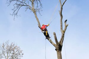 Prednosti i nedostaci samostalnog rušenja drveća