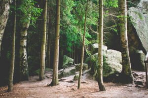 Rušenje drveća u svrhu poboljšanja krajobraza