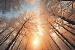 Utjecaj rušenja drveća na okoliš